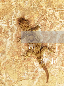 司機(jī)撞死4幼童 叫囂：再多撞兩個也賠得起