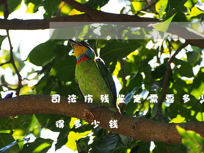 司法伤残鉴定需要多少钱尧都区(做伤残鉴定得多少钱)