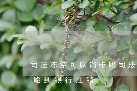司法冻结可以销卡吗(司法冻结的银行卡能不能到银行注销)
