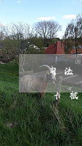 司法凍結(jié)信用卡還可以用嗎(銀行卡被司法凍結(jié)信用卡還能用嗎)
