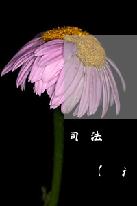 司法凍結(jié)原告可以解凍嗎(法院凍結(jié)后怎么處理)