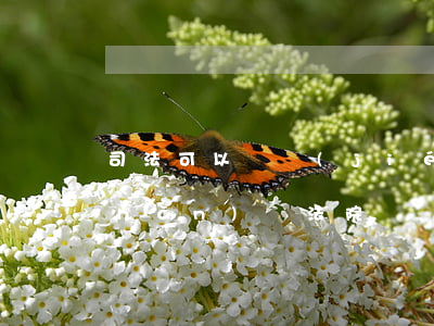 司法可以凍結(jié)肇事者的資產(chǎn)嗎(法院凍結(jié)資產(chǎn)會夫妻的都凍結(jié)嗎)