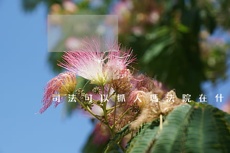 司法可以抓人嗎(法院在什么情況下可以抓人)