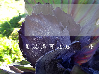 司法局可以起訴離婚嗎(司法所也可以判離婚嗎)