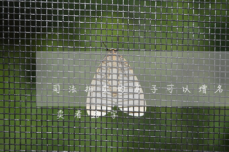 司法拍卖的房子可以增名吗(法拍房只能写拍卖者名字)