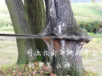 司法拍卖车辆转手卖可以赚钱吗(买司法拍卖的车怎么样)