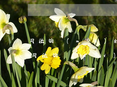 司法拍賣(mài)的房子可以提公積金嗎(司法拍賣(mài)房產(chǎn)可以公積金貸款嗎)