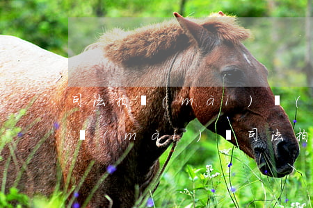 司法拍賣(mài)預(yù)售房可以拍賣(mài)嗎(司法拍賣(mài)房需要購(gòu)房資格嗎)