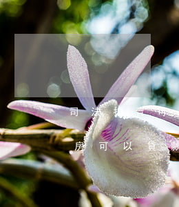 司法拍賣可以商業(yè)貸款嗎(法院拍賣房可以貸款嗎)