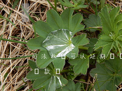 司法拍賣可以延期過戶嗎(司法拍賣可以延期繳款嗎)