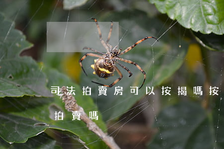 司法拍賣房可以按揭嗎(按揭貸款房法院可以拍賣嗎)