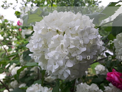 司法拍賣所得可以轉(zhuǎn)讓出售嗎(司法拍賣與拍賣行)