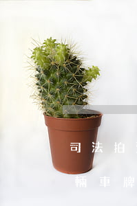 司法拍賣汽車車牌可以過戶嗎(司法拍賣的車輛車牌可以過戶嗎)
