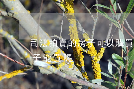 司法拍賣的房子可以購買嗎(拍賣行拍賣的房子能買嗎)