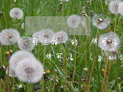 司法拍賣的車牌可以換車嗎(法院拍賣的車和車牌可以過(guò)戶到自己名下嗎)