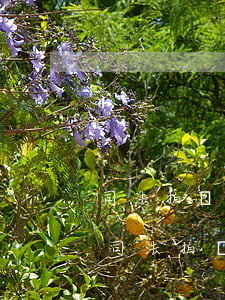 司法拍賣的車輛可以異地過(guò)戶嗎(司法拍賣的車輛可以異地過(guò)戶嗎)