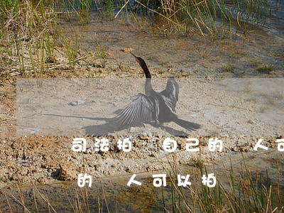 司法拍賣自己的親人可以拍嗎(司法拍賣自己的親人可以拍嗎) 司法拍賣自己的親人可以拍嗎(司法拍賣自己的親人可以拍嗎)