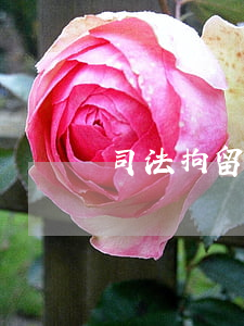 司法拘留可以帶手銬嗎(司法拘留用不用帶手銬)