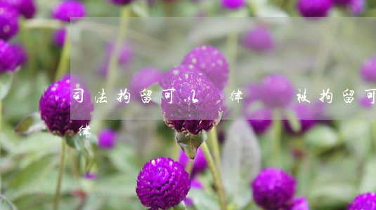 司法拘留可以請律師嗎(被拘留可不可以申請律師)