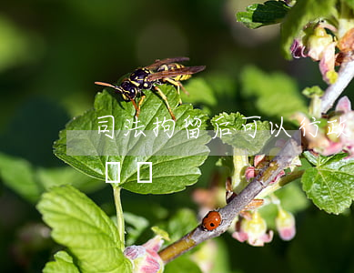 司法拘留后可以行政拘留嗎(行政拘留要拘留證嗎)