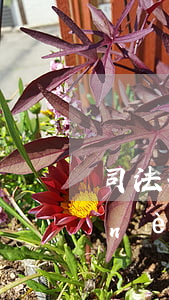 司法拘留決定可以申訴嗎(行政拘留幾日內(nèi)可申訴)