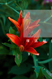 司法最新解釋信用卡透支(信用卡透支新規(guī)定)