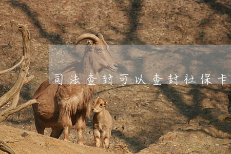 司法查封可以查封社保卡吗