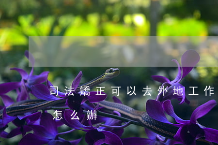 司法矯正可以去外地工作嗎(矯正人員去外地怎么辦)