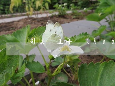 司法矯正手環(huán)可以不帶嗎