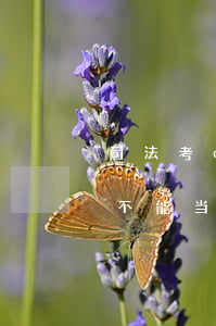 司法考c证可以申请公司律师吗(法考c证能不能当律师)