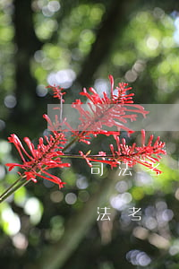 司法考試合格后可以做律師嗎(很多人過了司法考試不做律師)