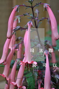 司法聯(lián)名拍賣可以取消嗎(法拍房可以兩個(gè)人聯(lián)名拍賣嗎)