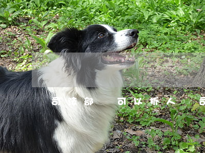 司法部門可以抓人嗎(司法警察可以抓人嗎)