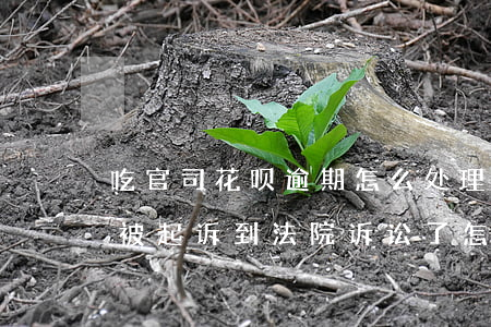 吃官司花呗逾期怎么处理(欠花呗的钱逾期了,被起诉到法院诉讼了,怎么办)