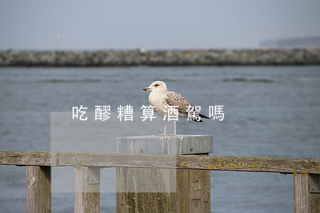 吃醪糟算酒駕嗎