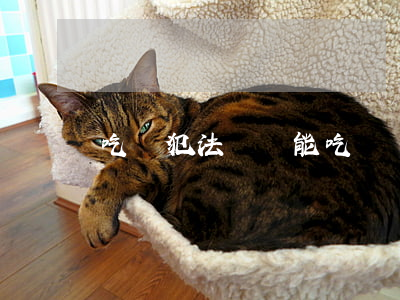 吃鱟犯法嗎(鱟能吃嗎?)