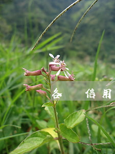 各個信用卡都逾期了咋辦 用信用卡逾期怎么辦