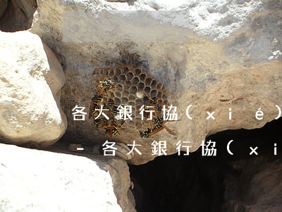 各大銀行協(xié)商還款政策不一樣嗎-各大銀行協(xié)商還款政策不一樣嗎