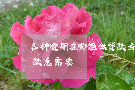 各种逾期在哪能做贷款(当前逾期哪里可以贷款急需要)