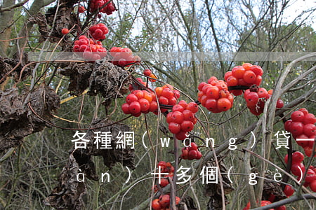 各種網(wǎng)貸一塊逾期好幾萬(wàn)(十多個(gè)網(wǎng)貸全部逾期)