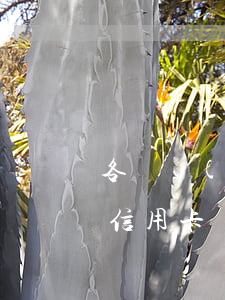 各種網(wǎng)貸信用卡欠了十多萬(欠信用卡網(wǎng)貸幾十萬)