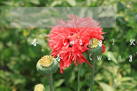 各種網(wǎng)貸欠了一萬多需要怎么辦-各種網(wǎng)貸欠了一萬多需要怎么辦呢