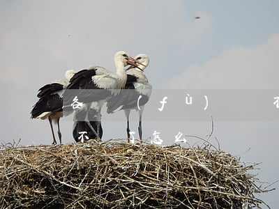 各種負(fù)債還不上-負(fù)債還不動了怎么辦