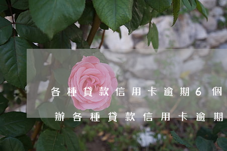 各種貸款信用卡逾期6個(gè)月了怎么辦（各種貸款信用卡逾期6個(gè)月了）