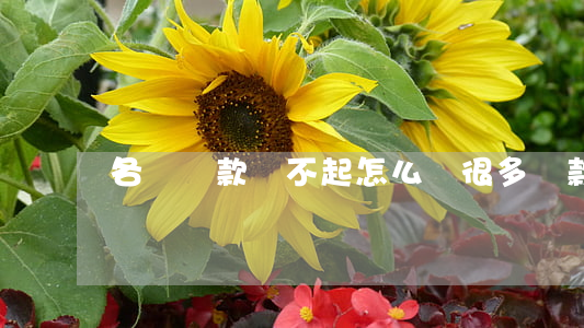 各種貸款還不起怎么辦（很多貸款還不起）