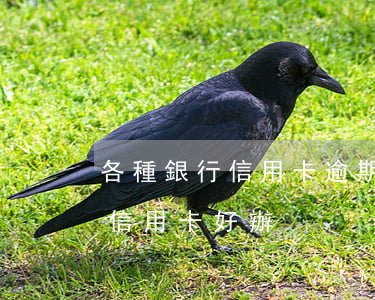 各種銀行信用卡逾期怎么辦(逾期了哪家銀行信用卡好辦)