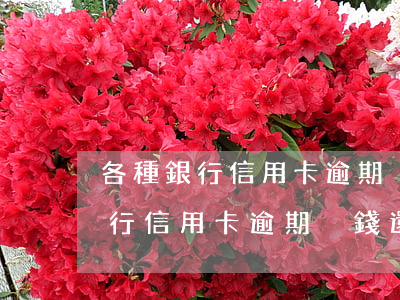 各種銀行信用卡逾期沒錢還怎么辦-各種銀行信用卡逾期沒錢還怎么辦呢