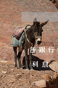 各銀行信用卡逾期利息（信用卡逾期后一直漲利息）