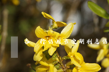 各銀行信用卡逾期利息（信用卡逾期會要利息嗎）
