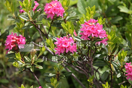 合伙裝飾有限公司欠錢可以起訴嗎-合伙裝飾有限公司欠錢可以起訴嗎法律